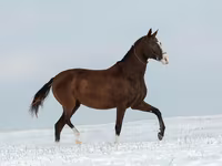 Kobila, Akhal-Teke — fotografija 5