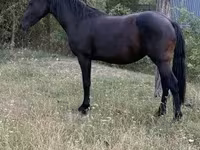 Stute, Friesian — Foto 2