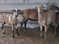 भेड़, Cameroon sheep — फ़ोटो 2