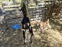 عنزة, Nubian Goat — الصورة 2