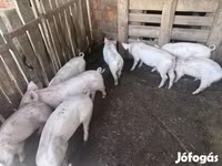 猪（批次，未指定性别）, Крупная белая — 照片 2
