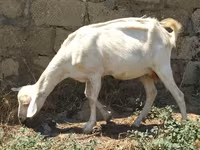 Koza, Saanen goat — fotografija 1
