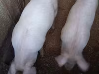 Schweine (Partie, Geschlecht nicht angegeben), Schweine — Foto 2