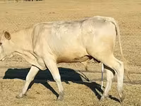 Bik, Charolais cattle — fotografija 3