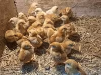 Chickens — Foto 2