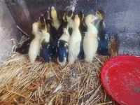 Ducks — Foto 4
