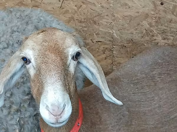雌羊, Arashan sheep