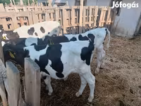 Touro, Russian Black pied cattle — foto 2