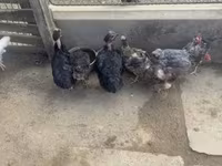 Chickens — الصورة 3