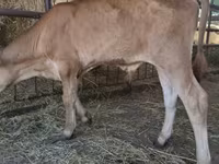 Toro, Raza Jersey — foto 2