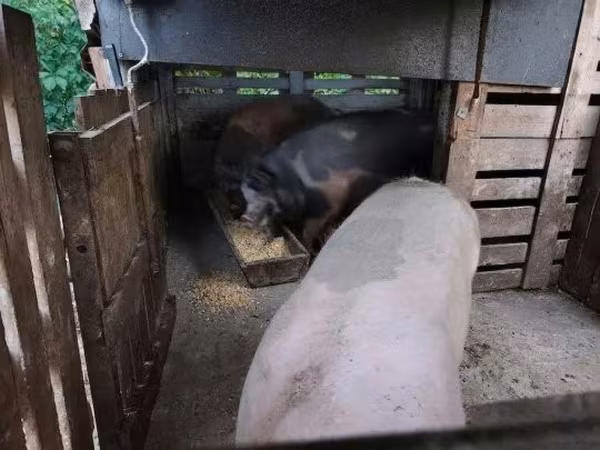 Verrat, Porcs — Hongrie