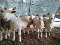 Қой, Ile-de-France sheep — 2-сурет