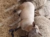 भेड़, भेड़ — फ़ोटो 2
