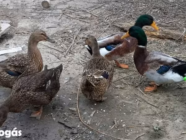 Утки