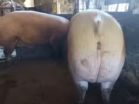 Sow, Pigs — photo 2