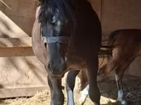 母马, Horses — 照片 4