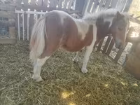 At, Miniature horse — foto 4