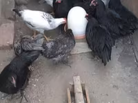Australian Pit Game fowl — photo 2