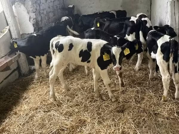 Buqa, Russian Black pied cattle
