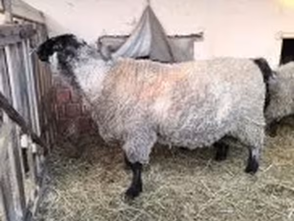 Baran, White Suffolk sheep — Węgry