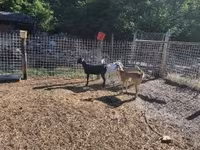 公山羊, Goats — 照片 4