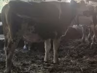 Krava, Russian Black pied cattle — fotografija 2