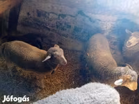 母羊, Sheep — 照片 3