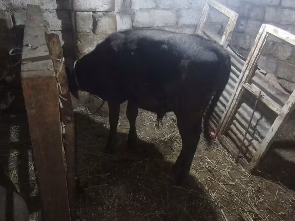 Bull, Aberdeen-Angus