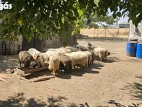 Widder, Racka sheep — Foto 3