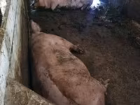 सूअर (लॉट, लिंग निर्दिष्ट नहीं), सूअर — फ़ोटो 2