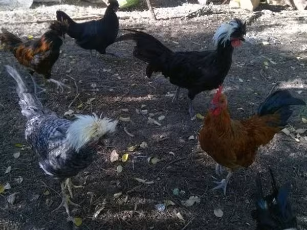 Chickens — Węgry