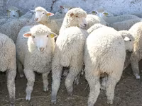 Ovan, Kuibyshev sheep — fotografija 2