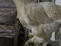 Brahma — foto 2