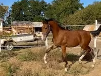 Айғыр, Dutch warmblood horse — 6-сурет