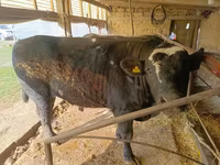 Bik, Swiss cattle — fotografija 2