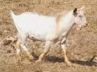 雌ヤギ, Nubian Goat — 写真 5
