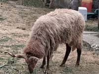 Qoç, Racka sheep — foto 2
