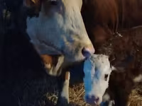 Toro, Simmental cattle — foto 2