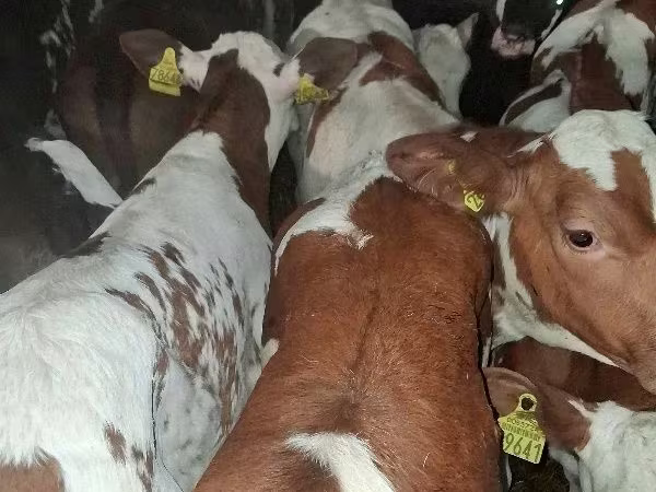 Buğa, Simmental cattle