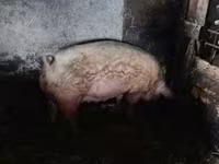 Мегежін, Шошқалар — 3-сурет