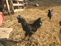 Ajam cemani — fotografija 1