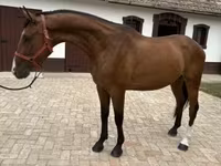 घोड़ा, Hungarian horse breed — फ़ोटो 3