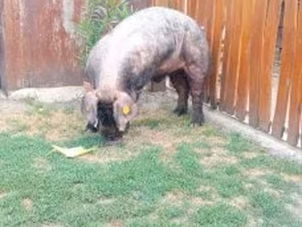 Vepar, Дюрок