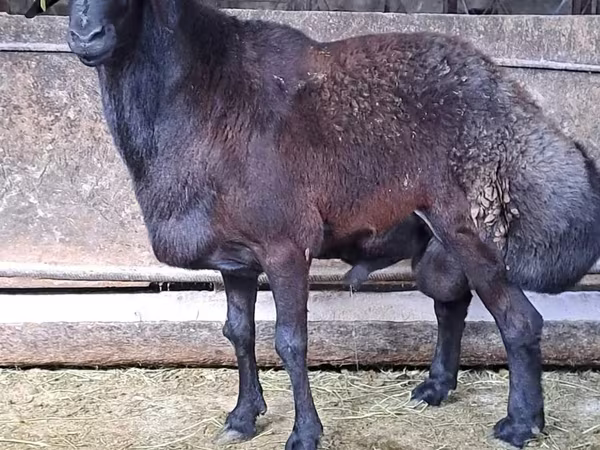 Bélier, Hissar sheep