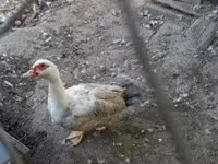 Ducks — الصورة 3