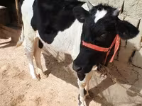 İnək, Russian Black pied cattle — foto 2