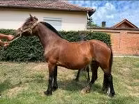 母马, Horses — 照片 2