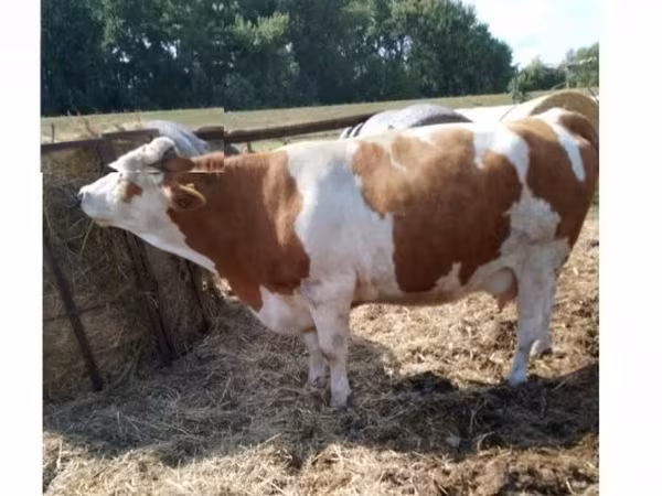 Sigir, Simmental cattle — Vengriya