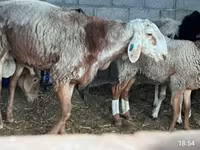 Ovca, East Friesian Dairy sheep — fotografija 3