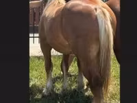 Horse (M), Horses — photo 3